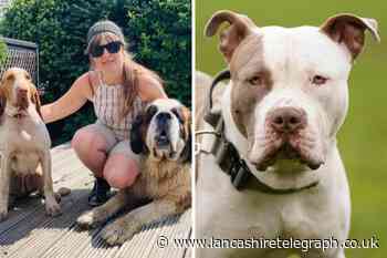 XL Bully June deadline a  'sensible' approach says trainer