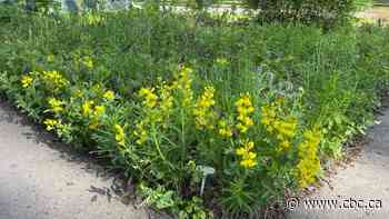 Sask. green thumbs offer tips on how to ditch the lawn and grow food in your front yard