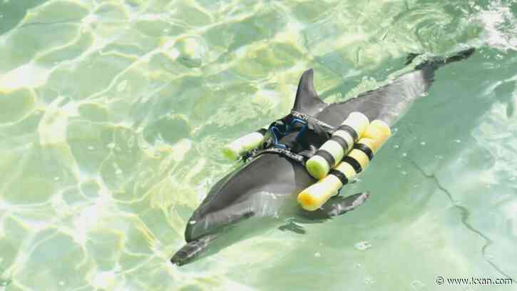 Watch: Baby dolphin defies all odds, survives broken jaw after SeaWorld rescue