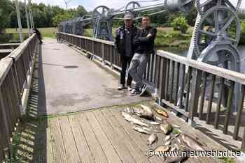 Grote vissterfte in oude Leiearm in Menen