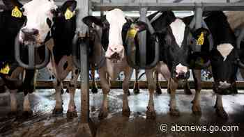 Scientists are testing mRNA vaccines to protect cows and people against bird flu