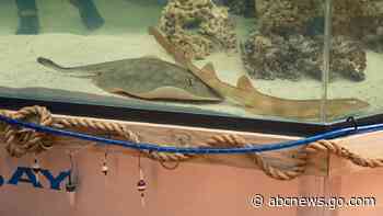 A pregnant stingray with no male companion now has a 'reproductive disease,' aquarium says