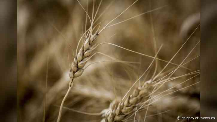 Scientists are on a quest for drought-resistant wheat, agriculture's 'Holy Grail'