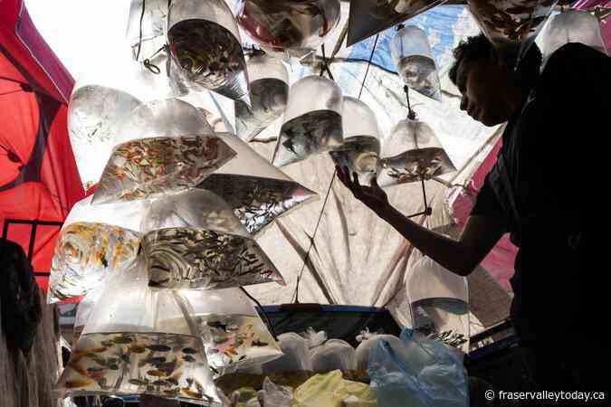 Mexico votes in an election likely to choose the country’s first female president