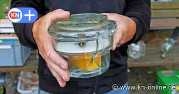 Internationales Glassammlertreffen in Plön mit außergewöhnlichen Stücken