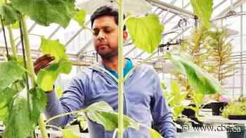 Scientists are on a quest for drought-resistant wheat, agriculture's 'Holy Grail'