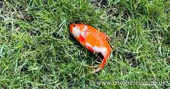 Newcastle junior doctor finds mystery goldfish in garden and keeps it as pet