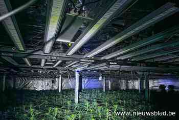 Vier verdachten aangehouden nadat speurders twee cannabisplantages blootleggen