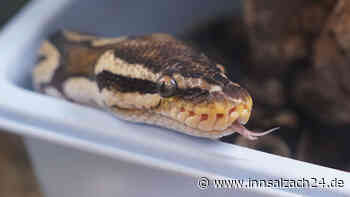 Schock im Unterholz: Spaziergänger findet Königspython in Kleintierbox