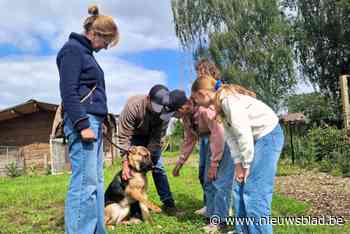 Evi en Bert betalen samen met dierenarts operaties van Duitse scheper Dora: “Achtergelaten in bos, vastgebonden aan een boom”