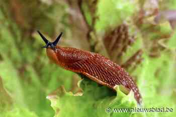 Opvallend verkiezingsnieuws: slakken verorberen oproepingsbrieven in Hulshout