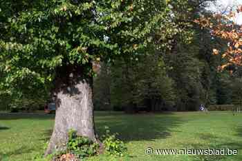 Linde die aanleunde tegen omgevallen boom zal weldra worden geveld