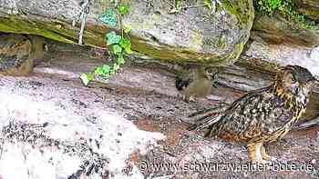 Tierischer Nachwuchs: Wildberger Uhu sorgt wieder für flauschige Fotomotive
