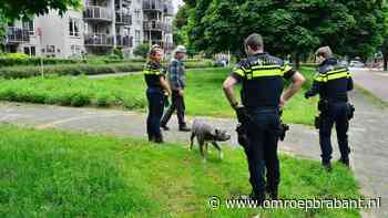 112-nieuws: agenten in touw om hond • geen letsel aangereden meisje