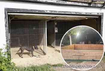 Chigwell man 'Dr Death' who ran dog-fighting ring is jailed