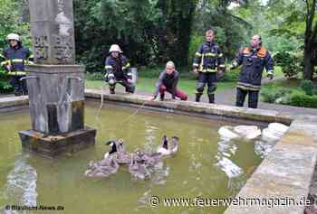 Gans schön störrisch