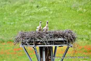 Jungstörche in Ovenhausen recken Köpfchen aus dem Nest