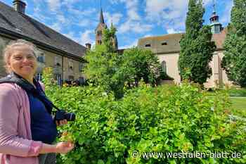 Corvey: Remptergarten wirkt im zweiten Jahr noch schöner