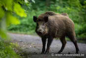 Leefmilieu Brussel mag optreden tegen everzwijn in Woluwepark