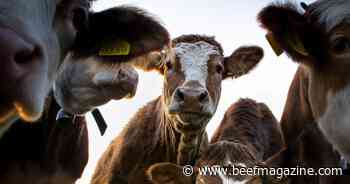 The impact of better forage conditions