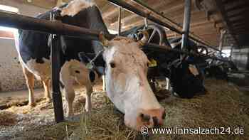 Anbindehaltung abschaffen? „Kann nie unser Ziel sein, dass diese Betriebe aufgeben müssen“