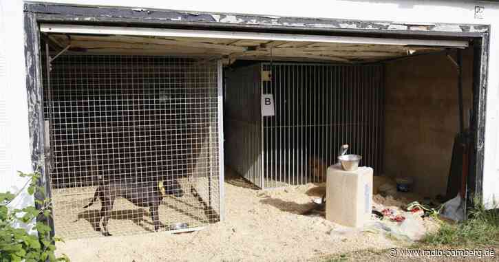 Haftstrafen für Mitglieder von Hundekampf-Ring