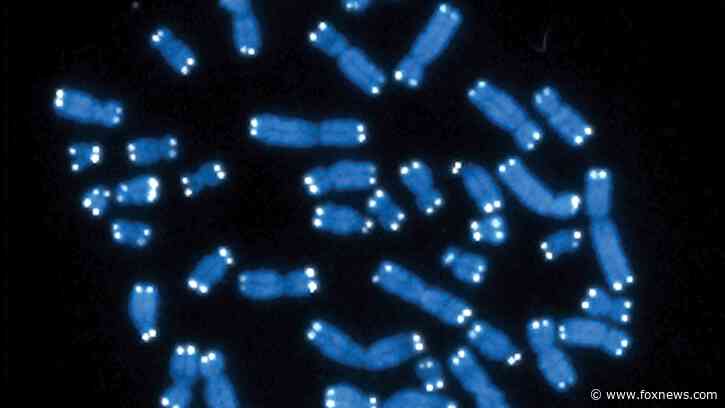 Intellectual disability disorder may be linked to a single, 'surprising' gene, research shows