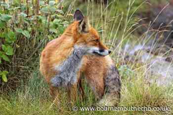 Men to appear in court after illegal fox hunting in North Dorset