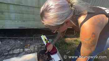 Jessica Kelly devotes her life to feral cats in Pinellas County