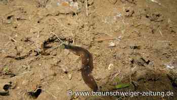 Plattwurm breitet sich in Deutschland aus – und birgt Gefahr