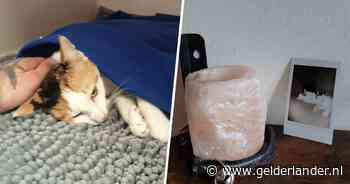 Baasjes laten kat Ophelia inslapen, nadat iemand een stok van 20 centimeter in haar lijfje drukte