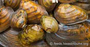 Six Texas freshwater mussels, the “livers of the rivers,” added to endangered species list