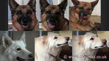 Dogs have lost their ability to convey facial expressions compared with their wolf ancestors due to domestication, study says