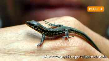 Die Mauereidechsen in Neu-Ulm haben einen Verbündeten