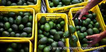 Avocados Are A ‘Green Gold’ Export For Mexico, But Growing Them Is Harming Forests And Waters