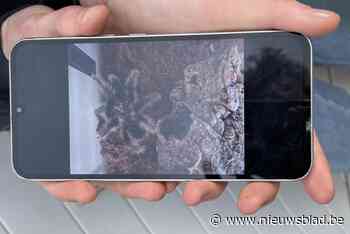 Boris is weer opgedaagd en zit in terrarium