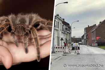 Eigenares Chanelle én buurtbewoners kunnen opgelucht ademhalen: vogelspin Boris is na maanden weer terecht