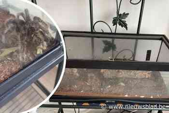 Maandenlang was buurt in de ban van vermiste vogelspin Boris, maar nu duikt hij weer op: “Hij is een huisgenoot”