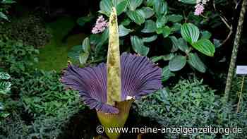 In Baden-Württemberg wächst die größte Blume Deutschlands