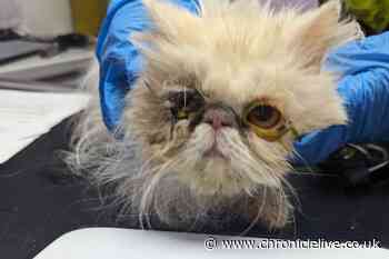 North Shields breeder banned from keeping animals for second time after Persian cats suffered in dirty environment