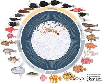 Sexual Parasitism: Anglerfish’s Strategy To Conquer the Deep Sea Amid Global Warming