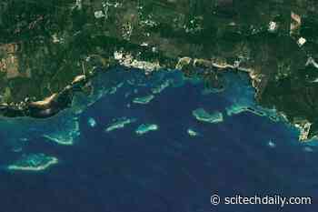 Bioluminescence and Biodiversity: Insights From La Parguera’s Marine Ecosystem