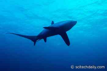 Evolutionary Ingenuity: How Ancient Sharks Survived Earth’s Hottest Oceans