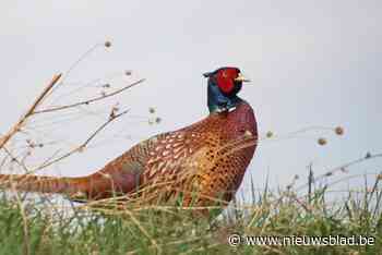 “Het was voor de feestdagen”: man wordt betrapt met 40 fazanten die hij wou uitzetten voor de jacht en krijgt fikse boete