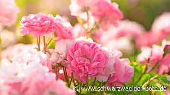 Ausstellung  in  der Rosengärtnerei: Produkte aus der Region für die Region in Neuhengstett