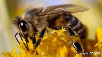 Q&A: Alberta may have lost 30 per cent of its bee colonies last winter
