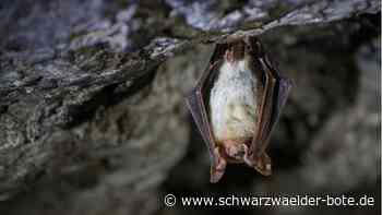 Hermann-Hesse-Bahn: Unmut in Ostelsheim: Fledermäuse brauchen noch mehr Schutz