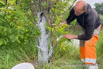 Daarom kregen deze bomen plots een witte pasta op de stam