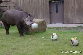 Tapir Theo sagt Sieger der EM-Spiele voraus