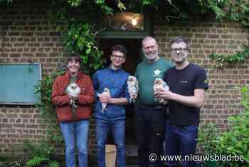 Recordaantal uilskuikens geringd op verschillende locaties: “Kerkuil doet het ook hier erg goed”